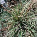 Libertia chilensis Blad