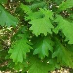 Quercus macrocarpa Blatt