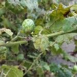 Solanum viarum Fruit