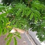 Caesalpinia echinata Hoja