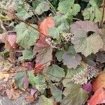 Heuchera villosa Lehti