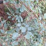 Spiraea trilobata Leaf