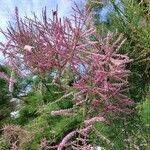 Tamarix ramosissima Цвят