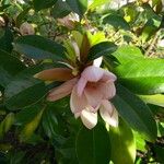 Magnolia figo 花