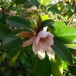 Magnolia figo Virág