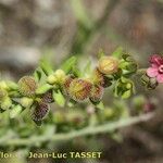 Cynoglossum montanum Arall