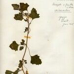 Chenopodium opulifolium List