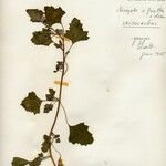 Chenopodium opulifolium Blatt