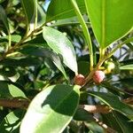 Ficus microcarpa Fruto