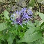 Cyanus triumfettii Flower