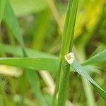 Aegilops neglecta 樹皮