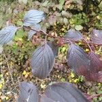 Cornus sanguinea Blatt