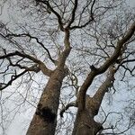 Platanus × hispanica Staniste