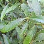 Psychotria carthagenensis Blad