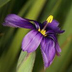 Sisyrinchium halophilum Flor