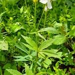 Ranunculus platanifolius Hábito