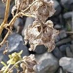 Campanula speciosa Fruit