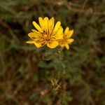 Tragopogon orientalis Flower