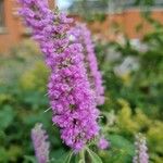 Elsholtzia stauntonii Flor