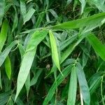 Bambusa tulda 叶
