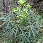 Helleborus foetidus Hábito
