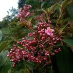 Miconia xalapensis 花