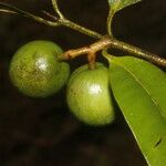 Calophyllum brasiliense Fruto