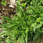 Rumex acetosella Leaf