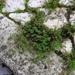 Galium murale Hábito