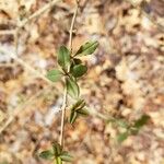 Talinum paniculatum 葉