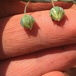 Linum pratense Fruit