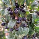 Ilex crenata Fruit