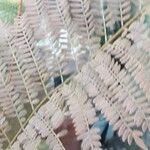 Jacaranda mimosifolia 叶