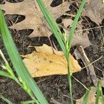 Carex grisea Leaf