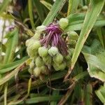 Tradescantia × andersoniana Fruit