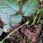 Rubus ursinus പുഷ്പം