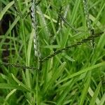 Digitaria ischaemum পাতা