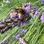 Lavandula × intermedia Flower