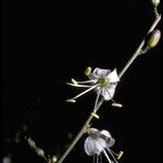 Hooveria parviflora Flower