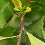 Curatella americana Flors