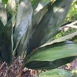 Stanhopea wardii Leaf