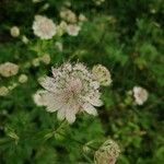 Astrantia majorFlower