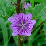 Malva setigera花