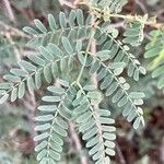 Prosopis koelziana Leaf