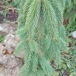 Picea abies Лист