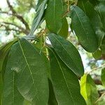 Quercus virginiana List