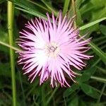 Dianthus hyssopifoliusFleur