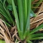 Spathiphyllum wallisii Leaf