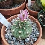 Gymnocalycium anisitsii Hábito