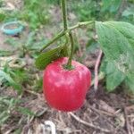 Capsicum pubescens Fruit